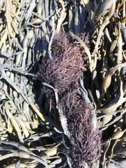 Vertebrata lanosa