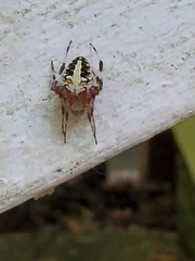 Neoscona domiciliorum