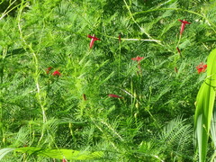 Ipomoea quamoclit