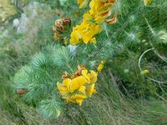 Aspalathus chenopoda