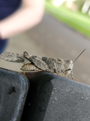 Trimerotropis pallidipennis