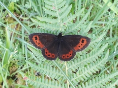 Erebia ligea