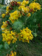 Aspalathus chenopoda