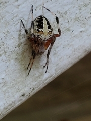 Neoscona domiciliorum