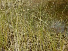 Schoenoplectus torreyi