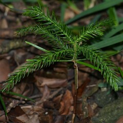 Araucaria columnaris