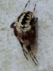 Neoscona domiciliorum