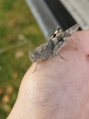 Trimerotropis pallidipennis