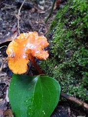 Hydnangiaceae
