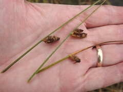 Schoenoplectus torreyi