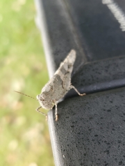 Trimerotropis pallidipennis