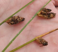 Schoenoplectus torreyi