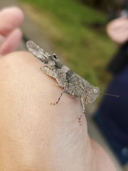 Trimerotropis pallidipennis