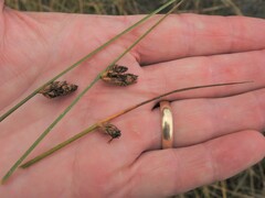 Schoenoplectus torreyi