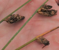 Schoenoplectus torreyi