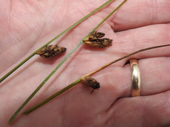 Schoenoplectus torreyi