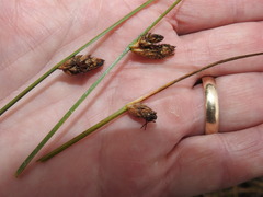 Schoenoplectus torreyi