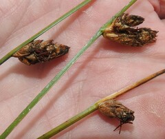 Schoenoplectus torreyi