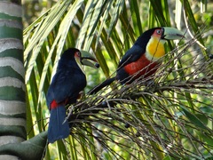 Ramphastos dicolorus
