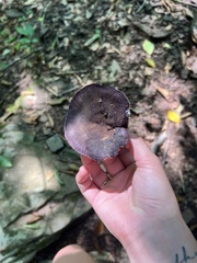 Russula mariae