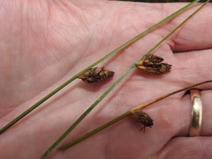 Schoenoplectus torreyi