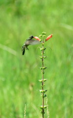 Chlorostilbon lucidus