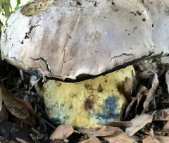 Caloboletus radicans