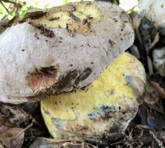 Caloboletus radicans