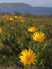 Berkheya barbata