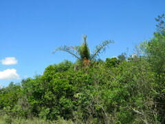 Cocoseae