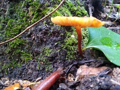 Hydnangiaceae