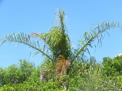 Cocoseae
