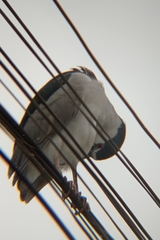Nycticorax nycticorax obscurus