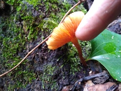 Hydnangiaceae
