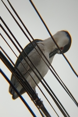 Nycticorax nycticorax obscurus