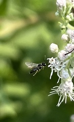Hylaeus leptocephalus