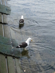 Larus dominicanus dominicanus
