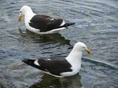 Larus dominicanus dominicanus
