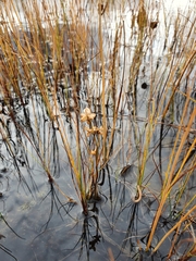 Scheuchzeria palustris