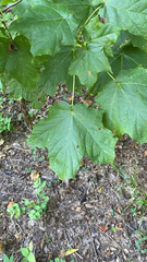 Acer nigrum