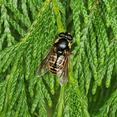 Sericomyia chalcopyga