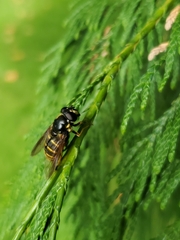 Sericomyia chalcopyga