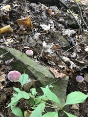 Russula mariae