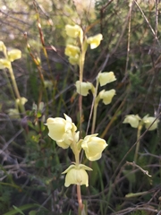 Pterygodium catholicum