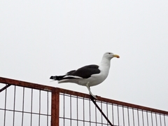 Larus dominicanus