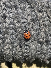 Coccinella undecimpunctata