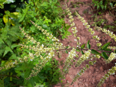 Asterohyptis stellulata