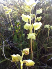 Pterygodium catholicum