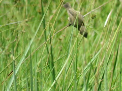 Sporophila