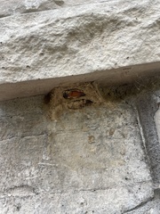 Sceliphron caementarium